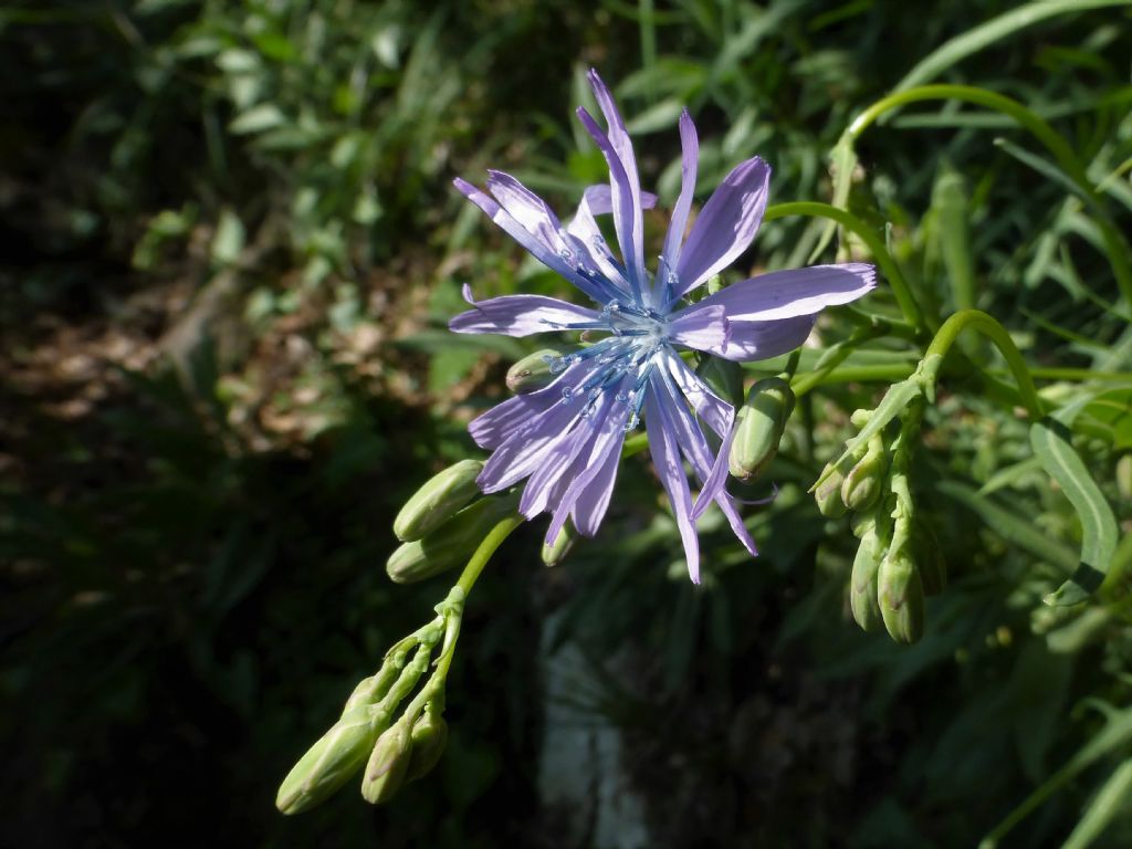 Lactuca perennis / Lattuga rupestre